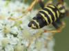 Polistes dominula